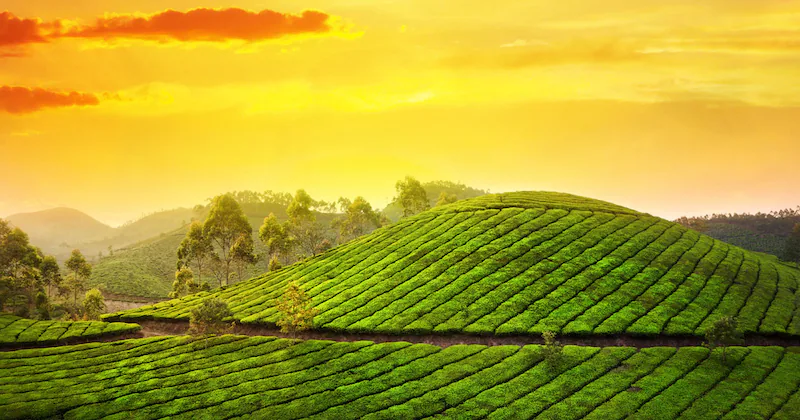 1200x658_Munnar2