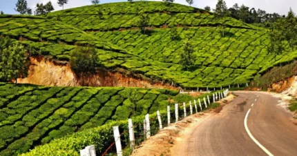 Kerala Homestay Special 4 Days & 3 Nights