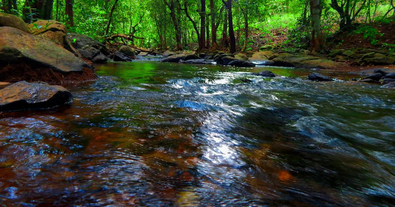A stream flowing through Bondla wildlife sanctuary