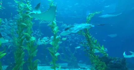 Lavish Dubai with Deep Sea Diving 6 Days & 5 Nights