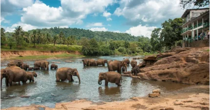 Pleasant Sri Lanka Vacation 7 Days & 6 Nights