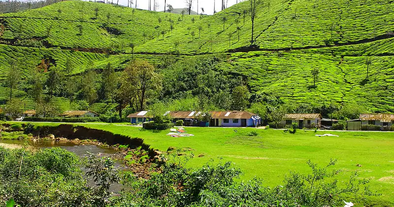 Munnar 4 (1)