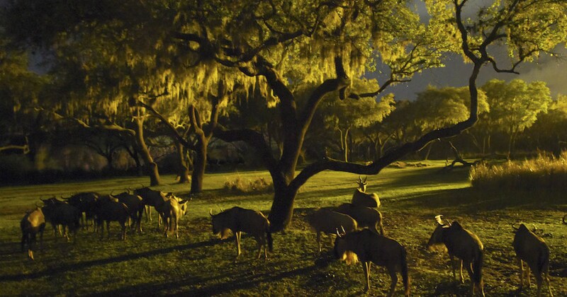 Night time wildlife safari