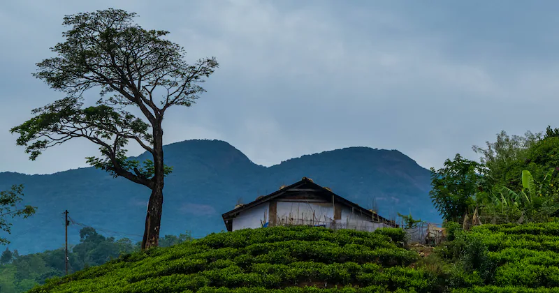 Quaint Town of Wayanad