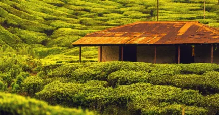 Heavenly Kerala -For Couples 8 Days & 7 Nights