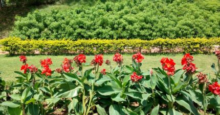 Bandipur Bliss Safari 5 Days & 4 Nights